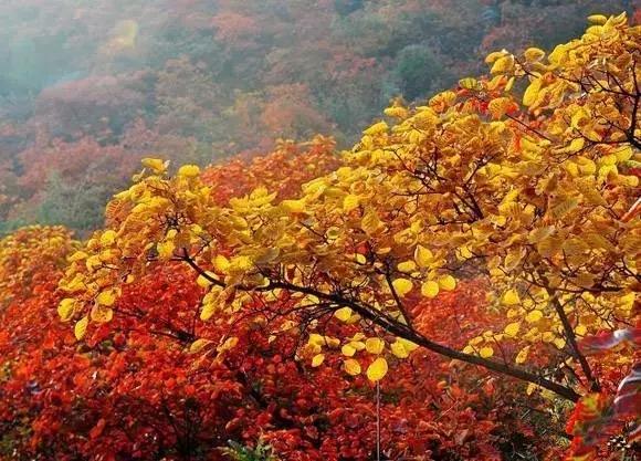 2017郑州旅游清单，首次告诉你郑州74个好玩的地方，你去过几个？