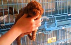 昆明石林卖狗的地方石林狗场常年卖纯种泰迪犬