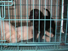昆明西山区养犬基地出售纯种拉布拉多幼犬 昆明纯种拉布拉多犬价