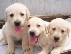 大理卖狗的地方 大理宠物市场 本地狗场出售纯种金毛幼犬
