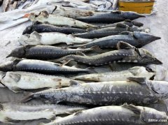 黑龙江特产鳇鱼七里浮子，抚远渔民直销养殖鲟鳇鱼，新鲜速冻大黄