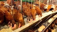 荆州蛋鸡养殖场拆迁评估 养殖场征收评估 牲畜养殖征收评估