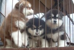 云南本地狗场常年繁殖出售各种名犬