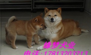 出售纯种柴犬 日系柴犬多少钱 北京市柴犬犬舍