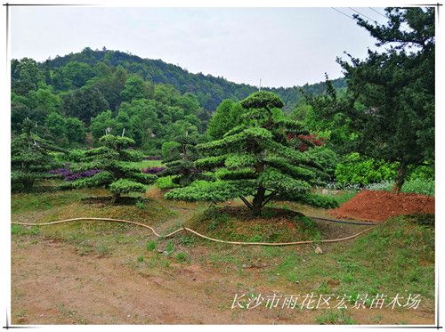 湖南造型罗汉松,浏阳长飘罗汉松囤地清圃找宏景轩